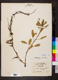 Ludwigia peploides image