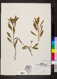 Ludwigia peploides image