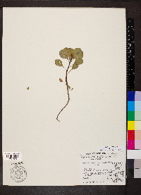 Ludwigia peploides subsp. glabrescens image