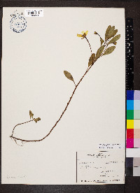 Ludwigia peploides image