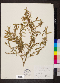 Ludwigia polycarpa image