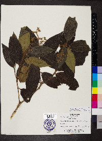 Miconia ibaguensis image