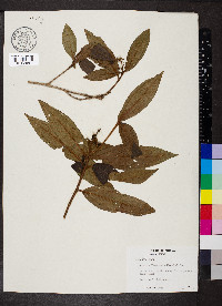 Miconia ibaguensis image