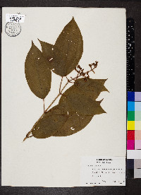 Miconia lacera image