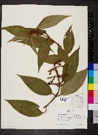 Miconia lacera image