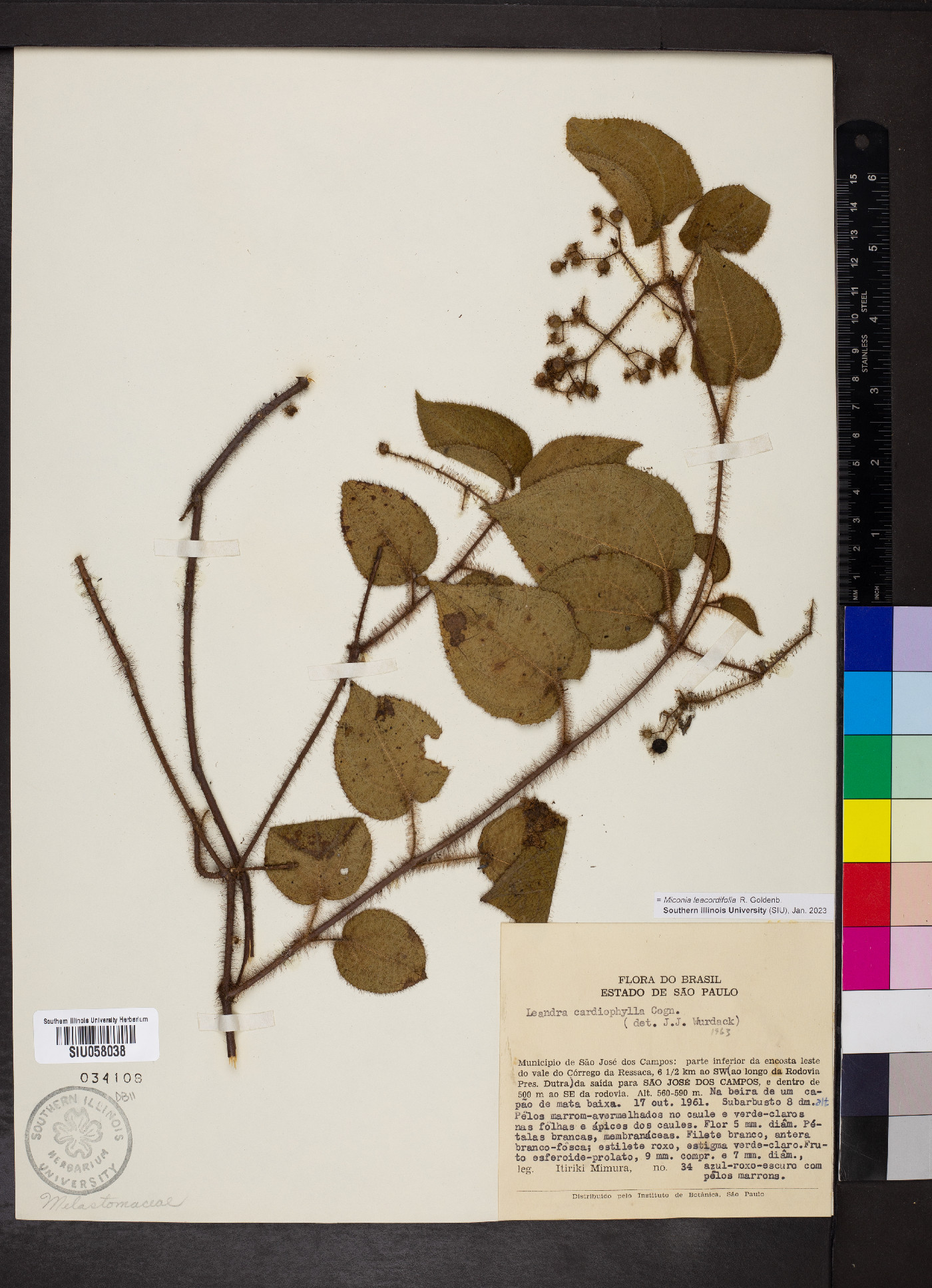 Miconia leacordifolia image