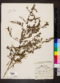 Ludwigia glandulosa image