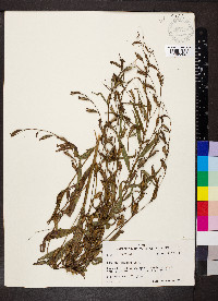 Ludwigia decurrens image