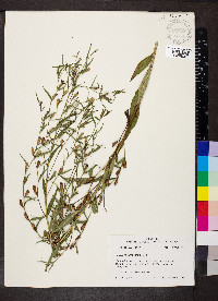 Ludwigia decurrens image