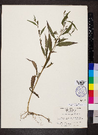 Ludwigia decurrens image