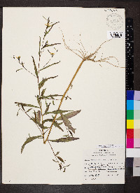 Ludwigia decurrens image