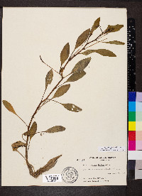 Ludwigia peploides image