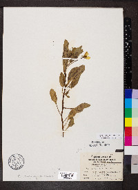 Ludwigia peploides image