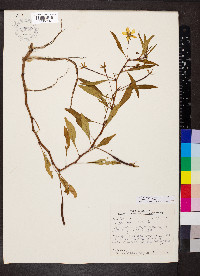 Ludwigia peploides image