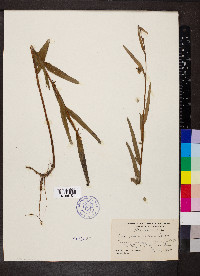 Ludwigia maritima image