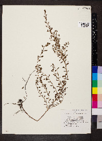 Ludwigia microcarpa image