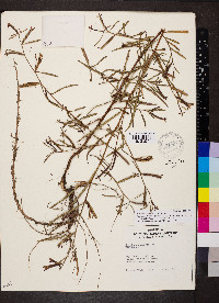 Ludwigia octovalvis image