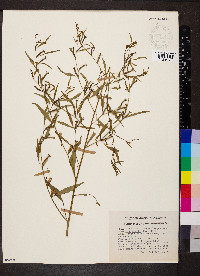 Ludwigia erecta image