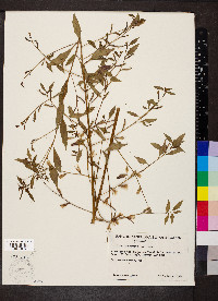 Ludwigia erecta image