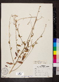 Oenothera filiformis image