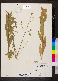 Oenothera filiformis image