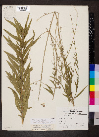 Oenothera filiformis image