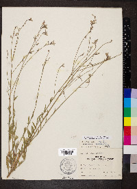 Oenothera filiformis image