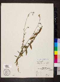 Oenothera filiformis image