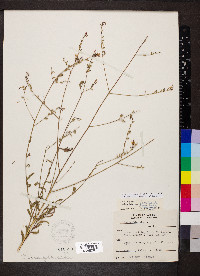 Oenothera filiformis image
