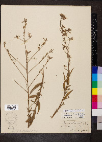 Oenothera filiformis image