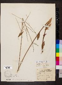 Oenothera filiformis image