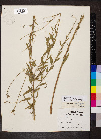 Oenothera filiformis image