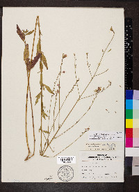 Oenothera filiformis image