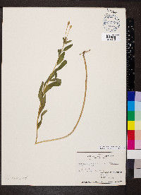 Oenothera fruticosa subsp. fruticosa image