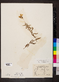 Oenothera fruticosa subsp. fruticosa image