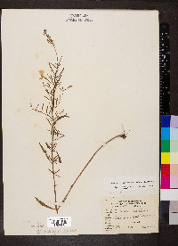 Oenothera fruticosa subsp. fruticosa image