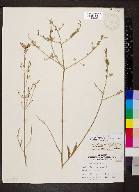 Oenothera gaura image