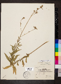 Oenothera gaura image