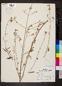 Oenothera gaura image