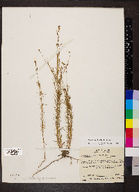 Oenothera linifolia image