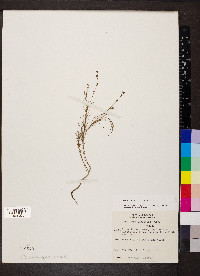 Oenothera linifolia image