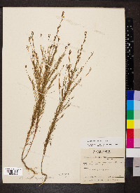 Oenothera linifolia image