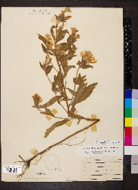 Oenothera pilosella image