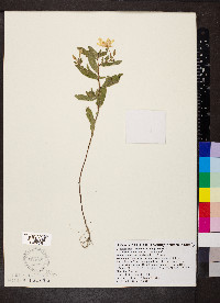 Oenothera pilosella image