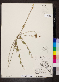 Oenothera filiformis image