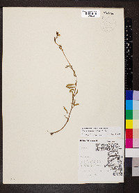 Oenothera perennis image