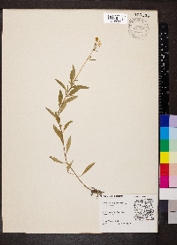 Oenothera perennis image