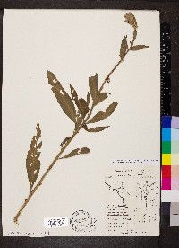 Oenothera villosa subsp. strigosa image