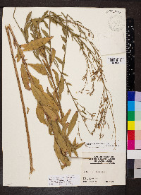Oenothera filiformis image