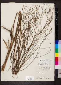 Oenothera filiformis image